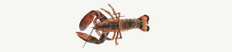 /content/dam/empire/sobeys/assets/images/uploads/2015/09/lobster2.jpg