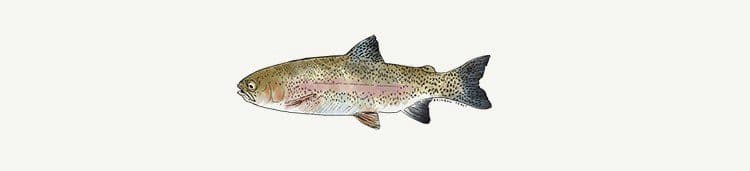 /content/dam/empire/sobeys/assets/images/uploads/2015/09/rainbowtrout2.jpg