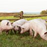 Read more about Le guide du porc DuBreton Certified Humane®