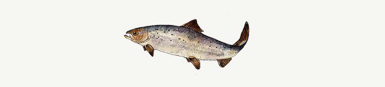 atlanticsalmon