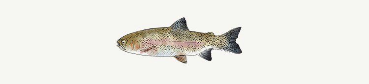 rainbowtrout