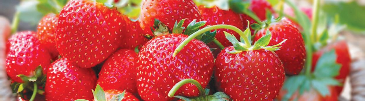 How to Keep Summer Fruits and Veggies Fresh