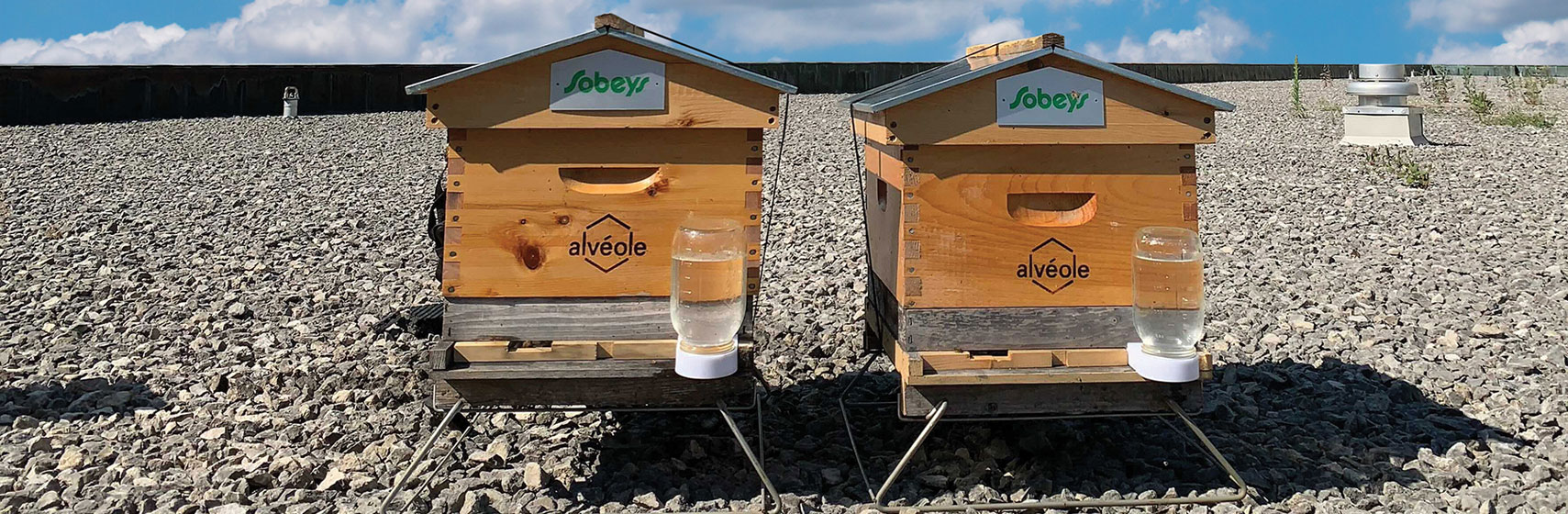 Two rooftop beehives branded with Sobeys and Alvéole are side-by-side on a rooftop in a towering city centre on a sunny day