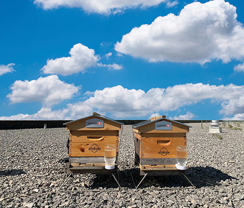 Two rooftop beehives branded with Sobeys and AlvÃ©ole are side-by-side on a rooftop in a towering city centre on a sunny day