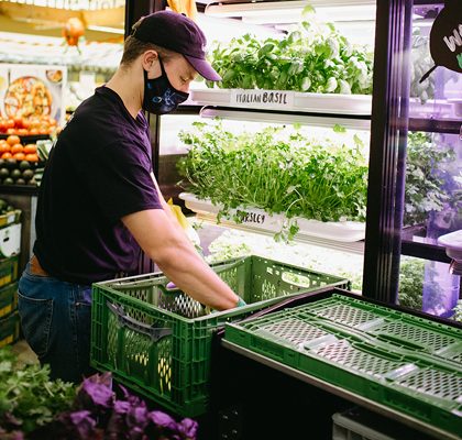 Employee harvesting herbs in a grocery store from a vertical farming unit