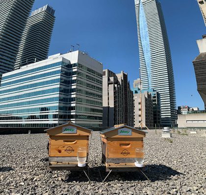 Urban_Beekeeping Two Sobeys beehives on a roof in an urban area