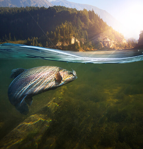 Fish in water on hook on a sunny day with trees in the background