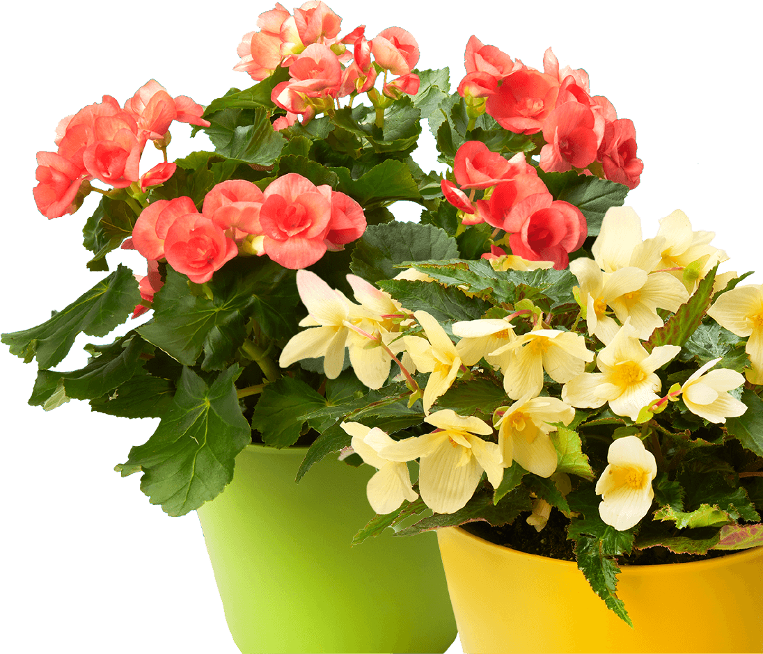 Floral_assortment Wrapped floral arrangements of various colours and flowers in a floral department.