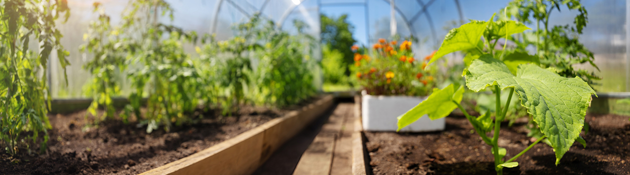 Young tomato seedlings growing in a greenhouse