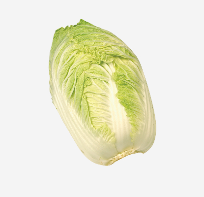 Napa Cabbage