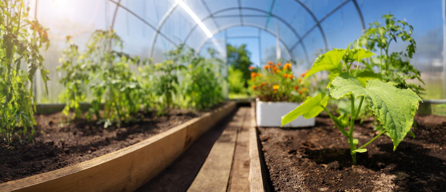 Tomato-Seedlings-Greenhouse Tomato Seedlings Greenhouse