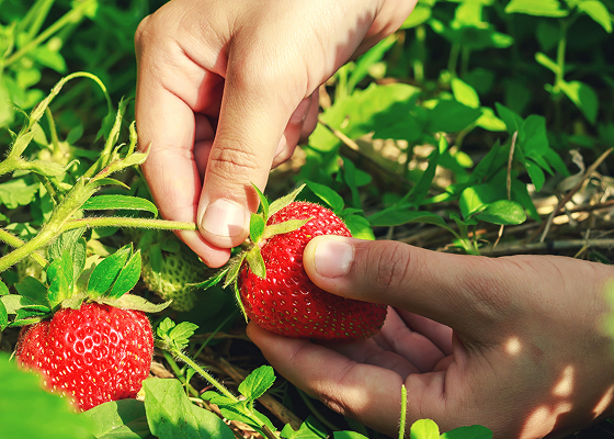 Hands picking fresh strawberry off a bush